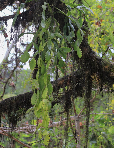 Rhipsalis pachyptera (Rhipsalis pachyptera)