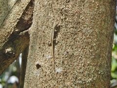 Cryptoblepharus balinensis