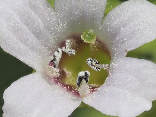 Bacopa monnieri