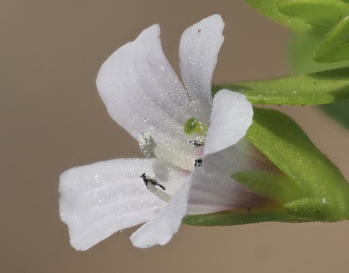 Bacopa monnieri