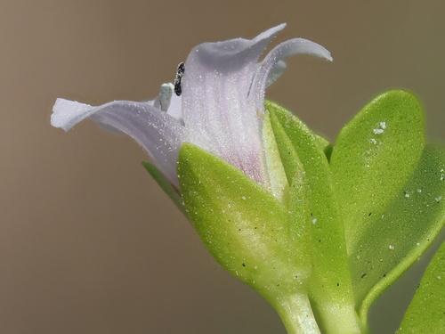 Bacopa monnieri