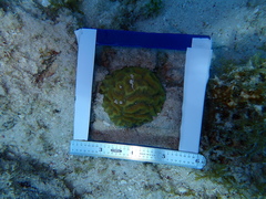 Pseudodiploria strigosa