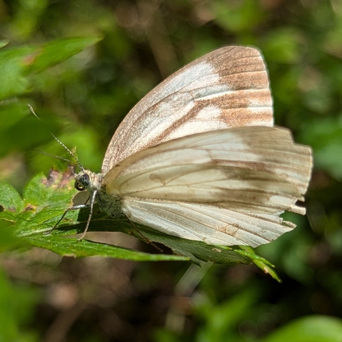 Asian Green-veined White