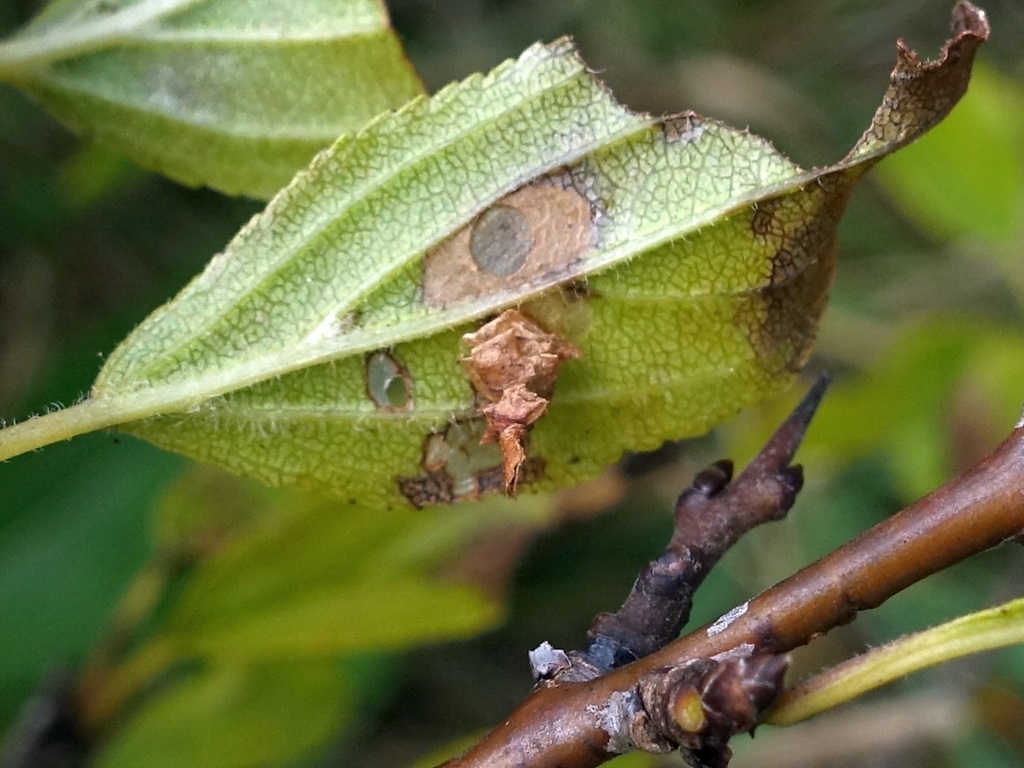 Buckthorn Case-bearer