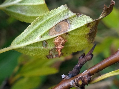 Buckthorn Case-bearer