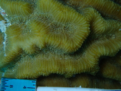 Pseudodiploria strigosa