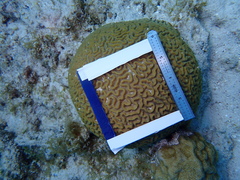 Pseudodiploria strigosa