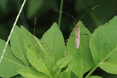 Leptocorisa acuta