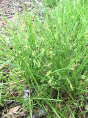 Carex garberi