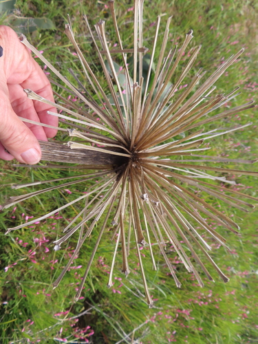 Image of Crossyne flava by (c) linkie, some rights reserved (CC BY)