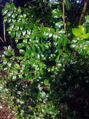 Loropetalum chinense