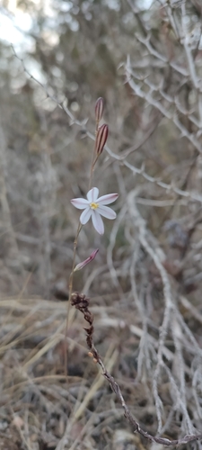 Red Sea Squill (Drimia fugax)