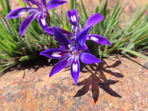 Image of Babiana framesii by (c) linkie, some rights reserved (CC BY)