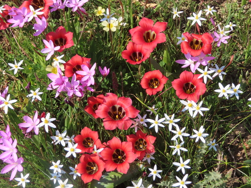 Romulea sabulosa
