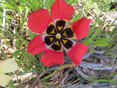 Romulea sabulosa