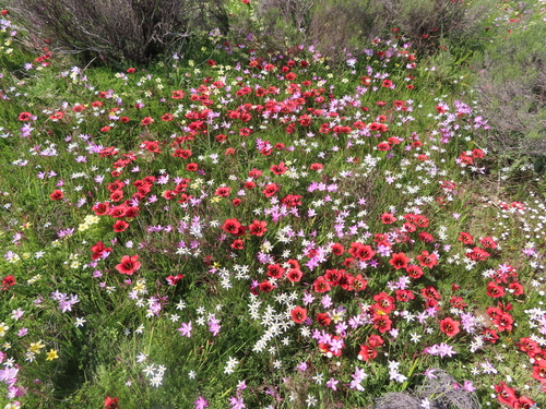 Romulea sabulosa