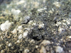 Nostocales
