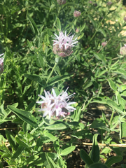 Monardella odoratissima