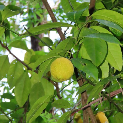 Lemon (Citrus x meyeri)