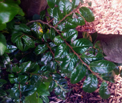 Loropetalum chinense