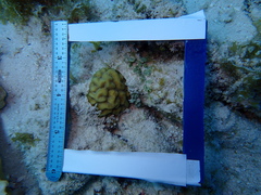 Pseudodiploria strigosa