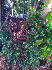 Loropetalum chinense