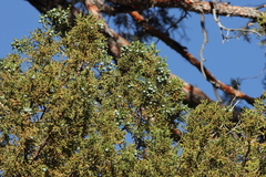 Juniperus grandis