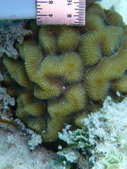 Pseudodiploria strigosa