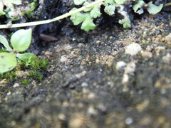 Nostocales