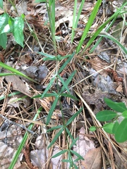 Galium uniflorum