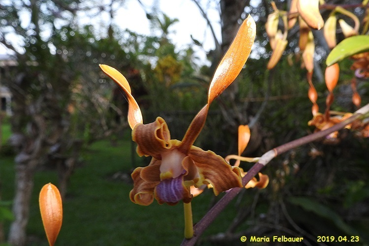 Dendrobium tangerinum P.J.Cribb 2
