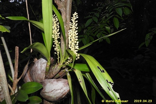 red beech orchid (Pinalia fitzalanii)