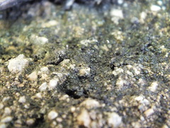 Nostocales