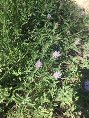 Monardella odoratissima