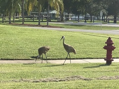 Grus canadensis image