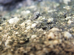 Nostocales