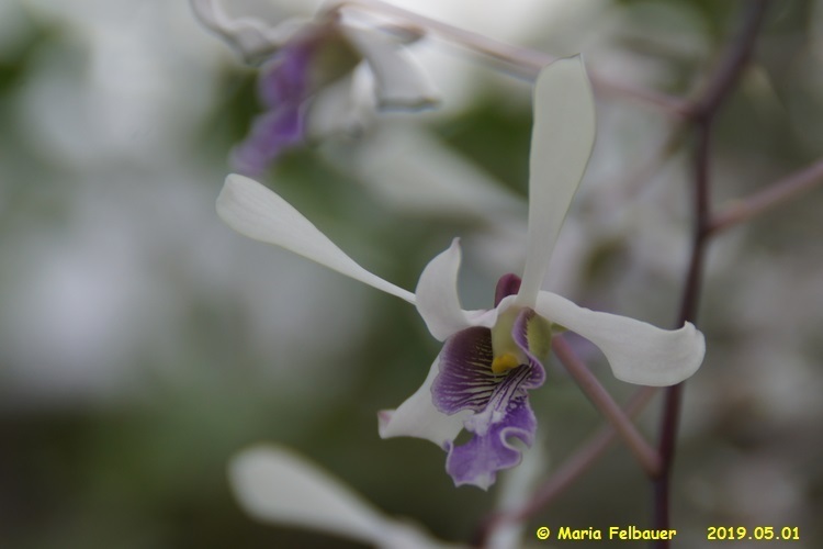 Dendrobium lineale Rolfe 2