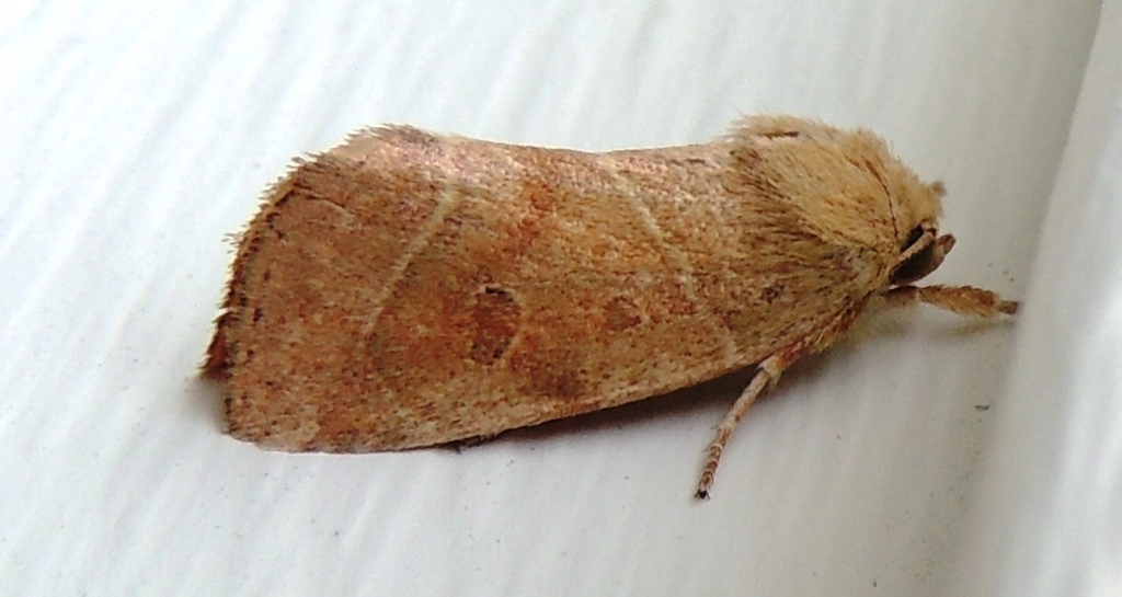 Noctuid Moths (Common SF Bay Area Moths) · iNaturalist