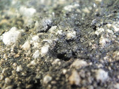 Nostocales