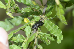 Platycerus depressus