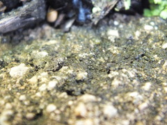 Nostocales