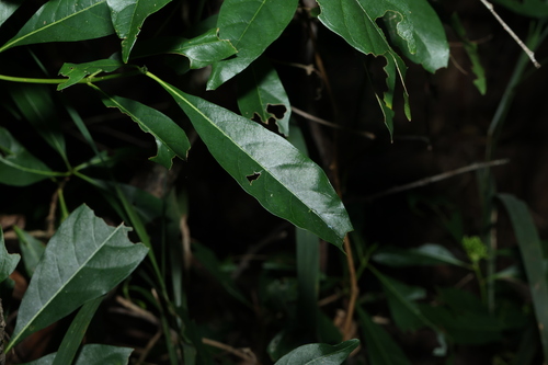 Image of Pavetta australiensis by (c) Greg Tasney, some rights reserved (CC BY-SA)
