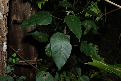 Image of Mallotus discolor by (c) Greg Tasney, some rights reserved (CC BY-SA)