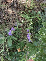 Penstemon neomexicanus