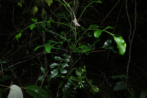 Image of Owenia venosa by (c) Greg Tasney, some rights reserved (CC BY-SA)