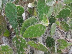 Opuntia elatior
