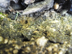 Nostocales