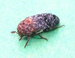 Dermestes undulatus
