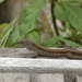 Cocha Whiptail - Photo (c) John Sullivan, some rights reserved (CC BY-NC), uploaded by John Sullivan