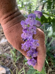 Penstemon neomexicanus